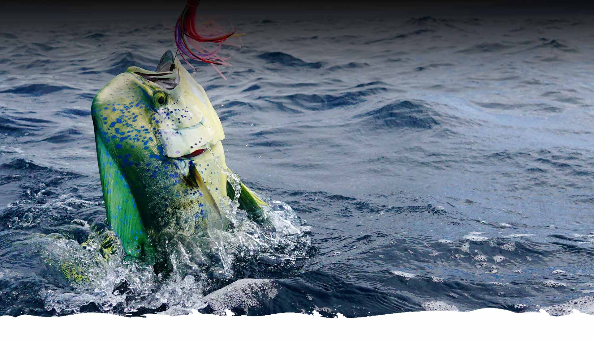 Absolute-Action-Sportfishing-Charters_slider-1